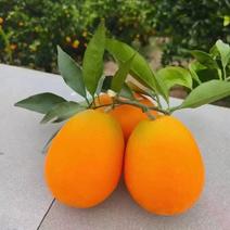 长虹脐橙重庆橙子产地发货品质量大从优欢迎