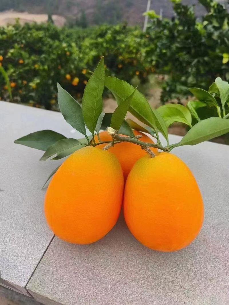 长虹脐橙重庆橙子产地发货品质保障量大从优欢迎电话联系