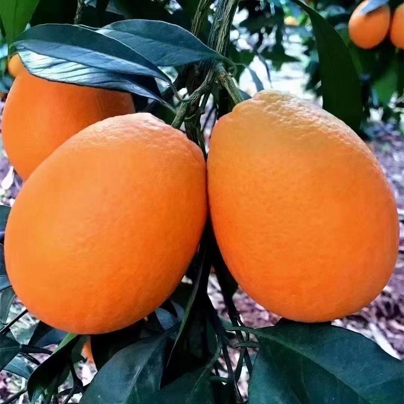 长虹脐橙重庆橙子产地发货品质保障量大从优欢迎电话联系