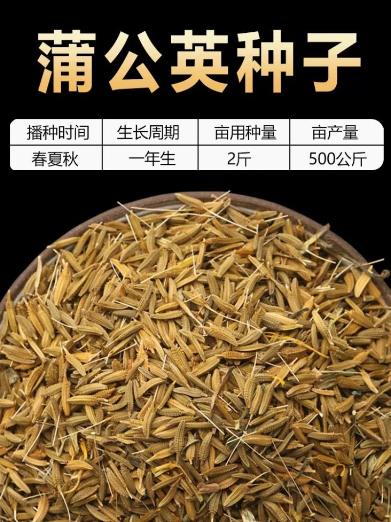 【推荐】蒲公英种苗2022年新产种植基地一手货源直发价格