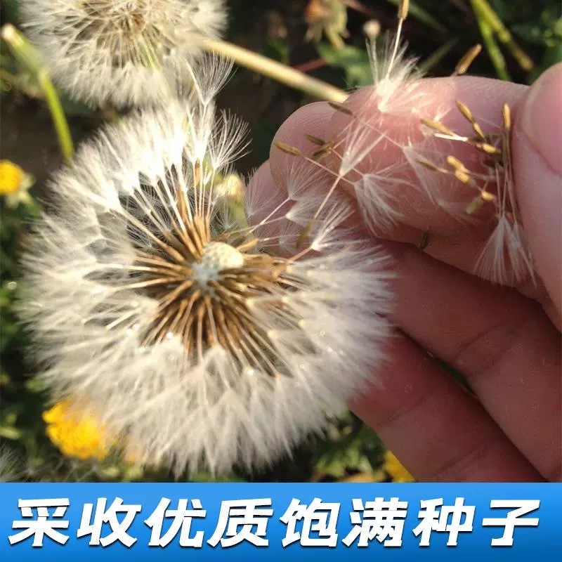 【推荐】蒲公英种苗2022年新产种植基地一手货源直发价格