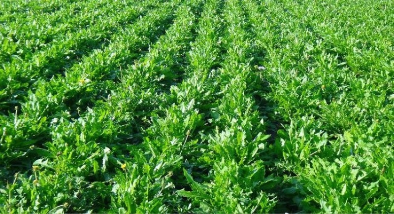 【推荐】蒲公英种苗2022年新产种植基地一手货源直发价格