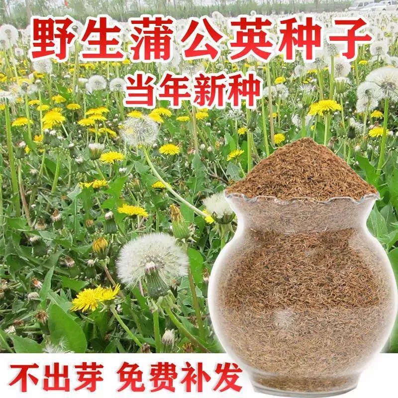 【推荐】蒲公英种苗2022年新产种植基地一手货源直发价格