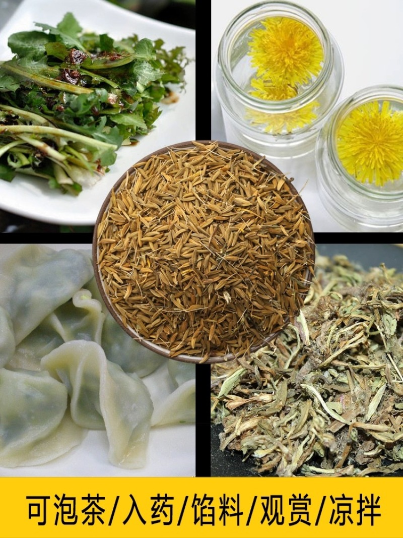 【推荐】蒲公英种苗2022年新产种植基地一手货源直发价格