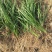 【推荐】新产知母种子种植基地一手货源全国各地发货价格稳定