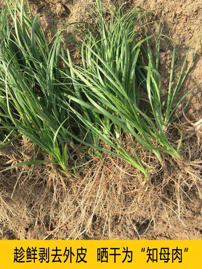 【推荐】新产知母种子种植基地一手货源全国各地发货价格稳定