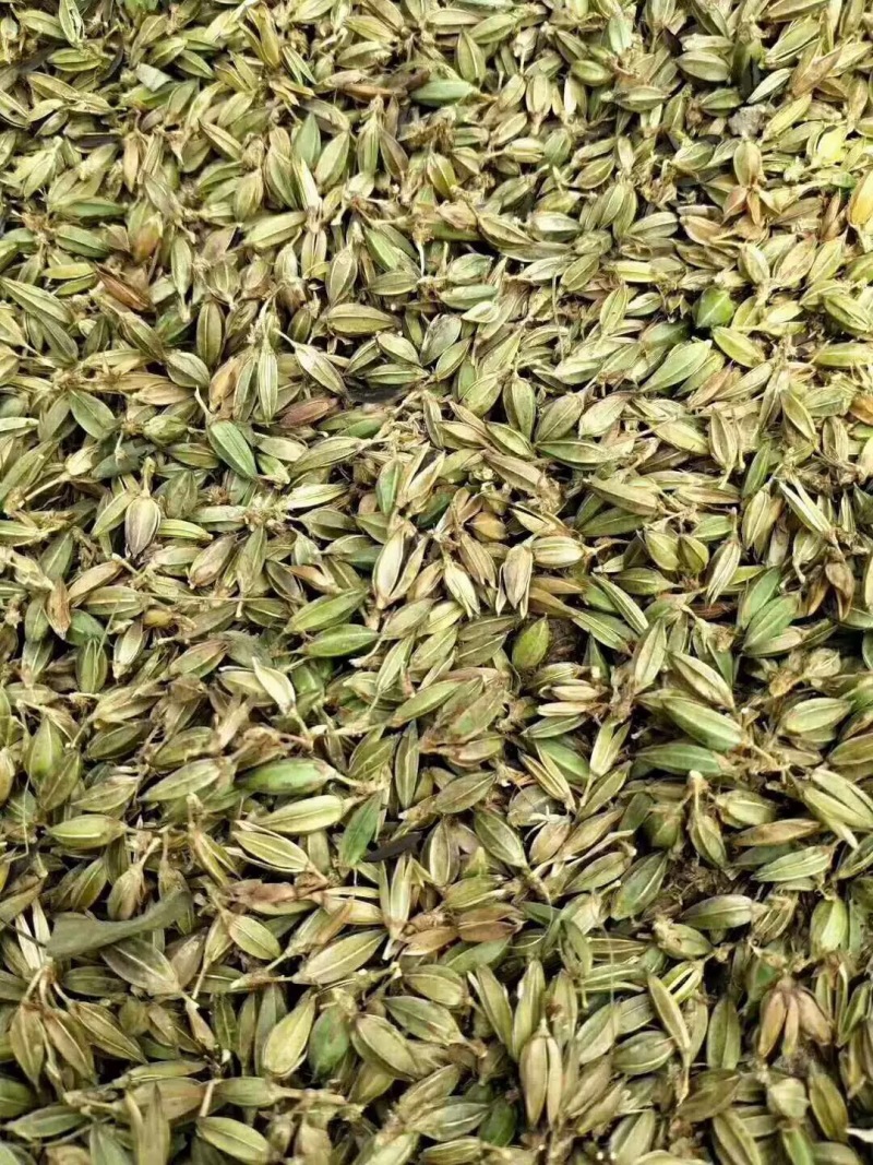 【推荐】新产知母种子种植基地一手货源全国各地发货价格稳定