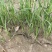 【推荐】新产知母种子种植基地一手货源全国各地发货价格稳定