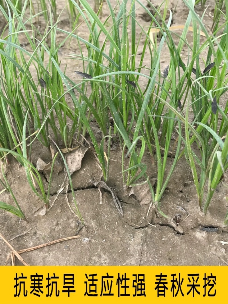 【推荐】新产知母种子种植基地一手货源全国各地发货价格稳定