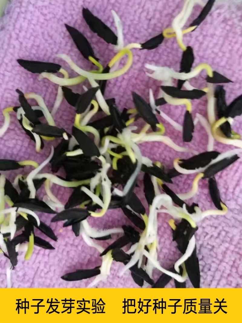 【推荐】新产知母种子种植基地一手货源全国各地发货价格稳定