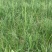 【推荐】新产知母种子种植基地一手货源全国各地发货价格稳定