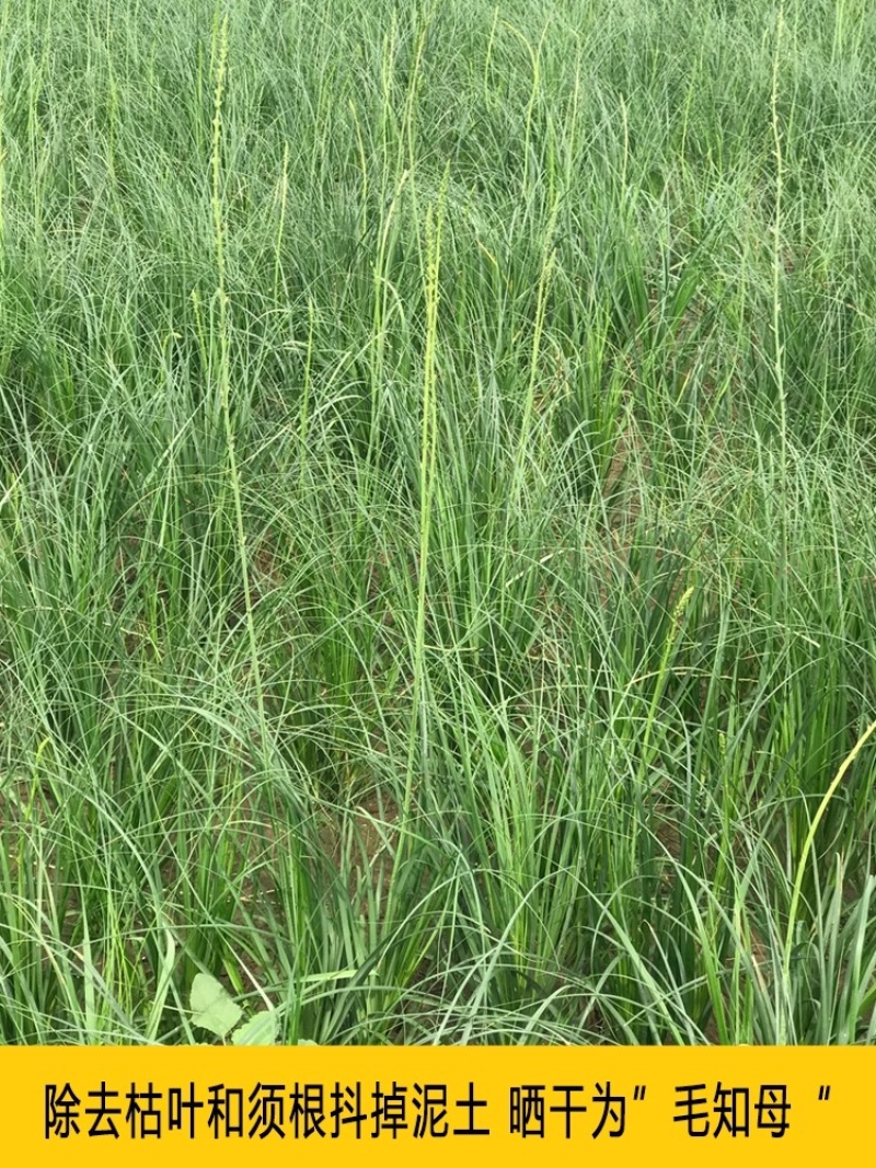 【推荐】新产知母种子种植基地一手货源全国各地发货价格稳定
