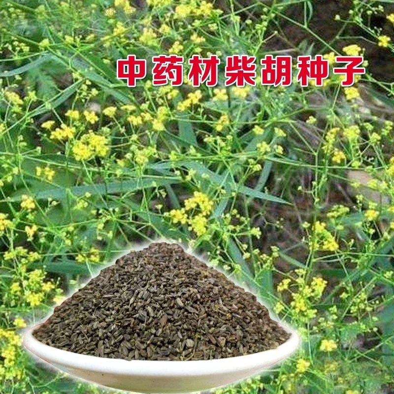 【推荐】安徽亳州供应新产柴胡种子种植基地一手货源价格稳定