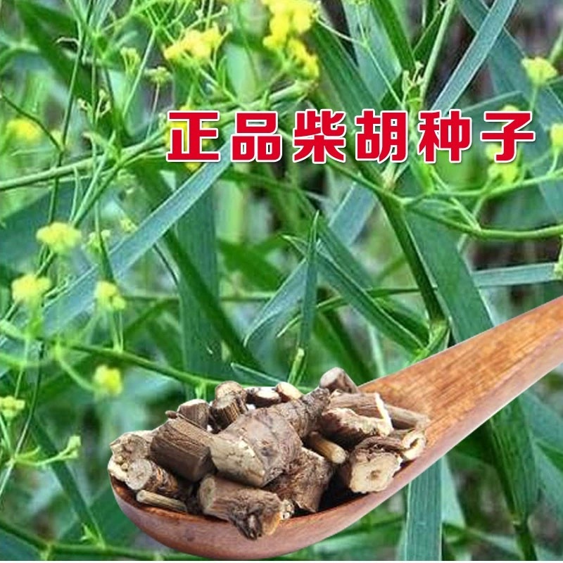 【推荐】安徽亳州供应新产柴胡种子种植基地一手货源价格稳定