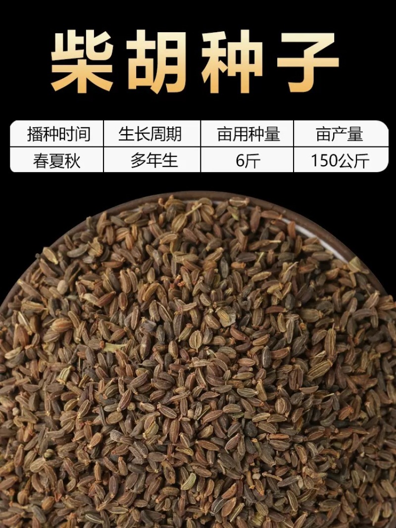 【推荐】安徽亳州供应新产柴胡种子种植基地一手货源价格稳定