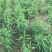 【推荐】安徽亳州供应新产柴胡种子种植基地一手货源价格稳定