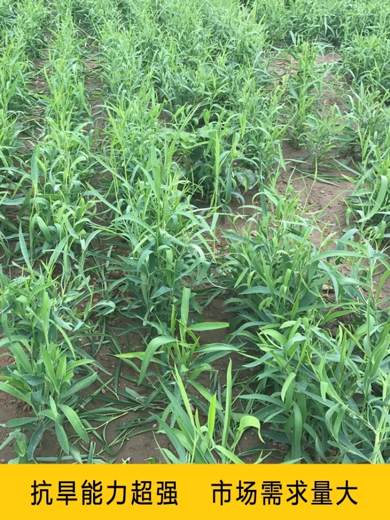 【推荐】安徽亳州供应新产柴胡种子种植基地一手货源价格稳定
