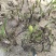 【推荐】安徽亳州供应新产柴胡种子种植基地一手货源价格稳定