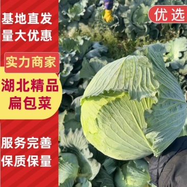 【扁包菜】湖北扁包菜，一手货源，质量保证，全国发货