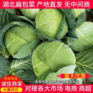 湖北包菜精品甘蓝万亩基地直供保质保量代发全国