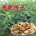 【推荐】安徽亳州黄芪种子85%以上种植基地一手价格稳定