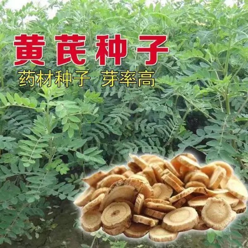 【推荐】安徽亳州黄芪种子85%以上种植基地一手价格稳定