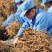【推荐】安徽亳州黄芪种子85%以上种植基地一手价格稳定
