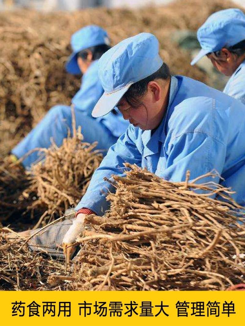 【推荐】安徽亳州黄芪种子85%以上种植基地一手价格稳定