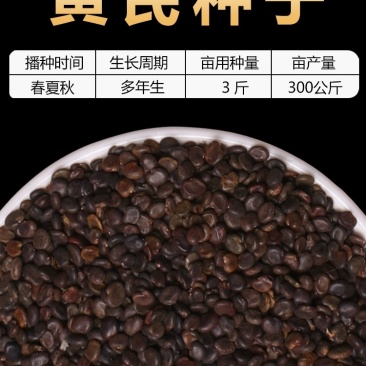 【推荐】安徽亳州黄芪种子85%以上种植基地一手价格稳定