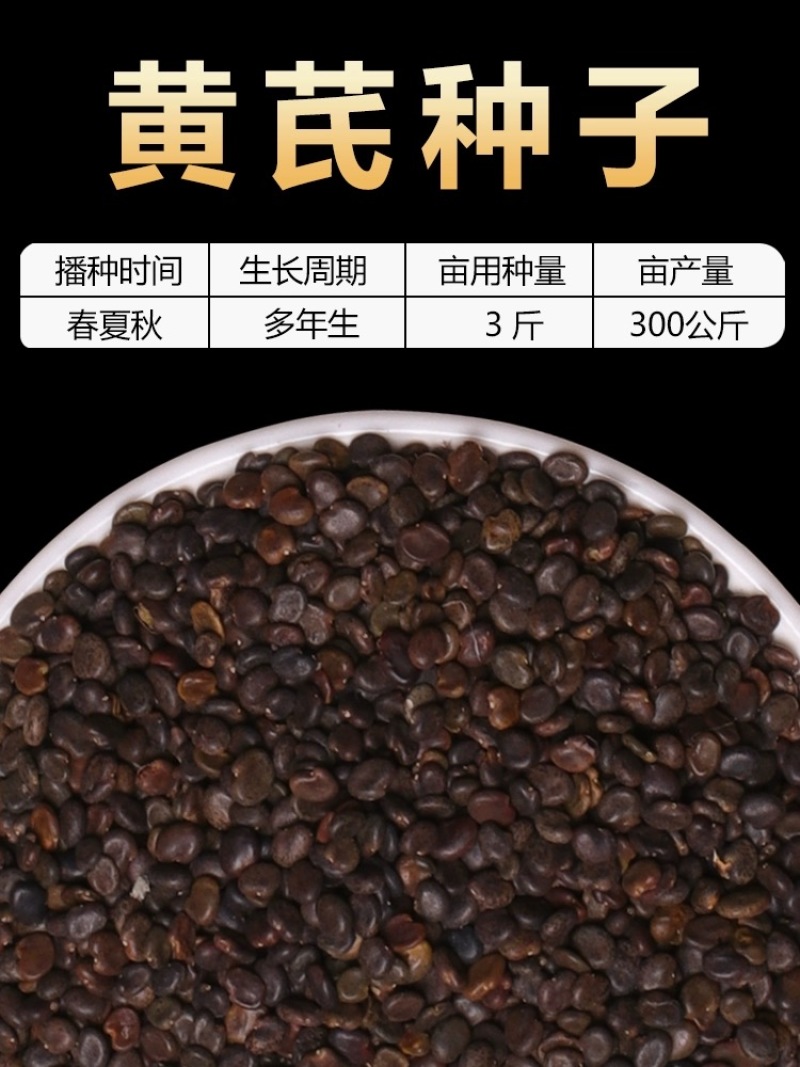 【推荐】安徽亳州黄芪种子85%以上种植基地一手价格稳定