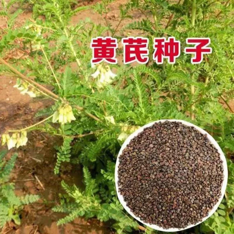 【推荐】安徽亳州黄芪种子85%以上种植基地一手价格稳定