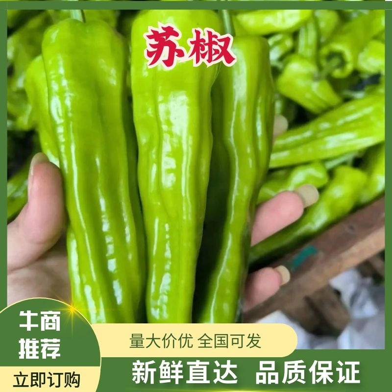 精品辣椒苏椒一手货源货源充足量大从优质量保证欢迎咨询