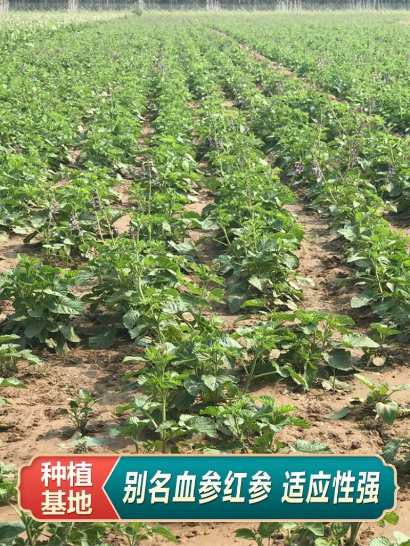 【推荐】安徽亳州供应新产丹参苗种植基地一手货源价格稳定