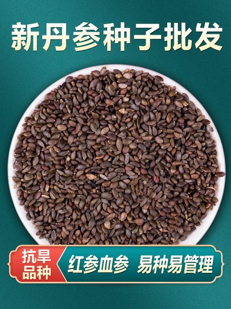 【推荐】安徽亳州供应新产丹参苗种植基地一手货源价格稳定