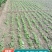 【推荐】安徽亳州供应新产丹参苗种植基地一手货源价格稳定