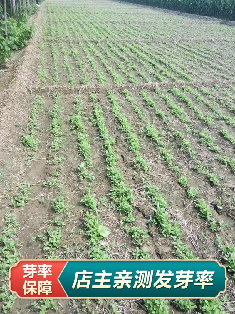 【推荐】安徽亳州供应新产丹参苗种植基地一手货源价格稳定