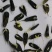 【推荐】安徽亳州板蓝根种子芽率93%以上种植基地一手货源