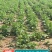 【推荐】安徽亳州板蓝根种子芽率93%以上种植基地一手货源