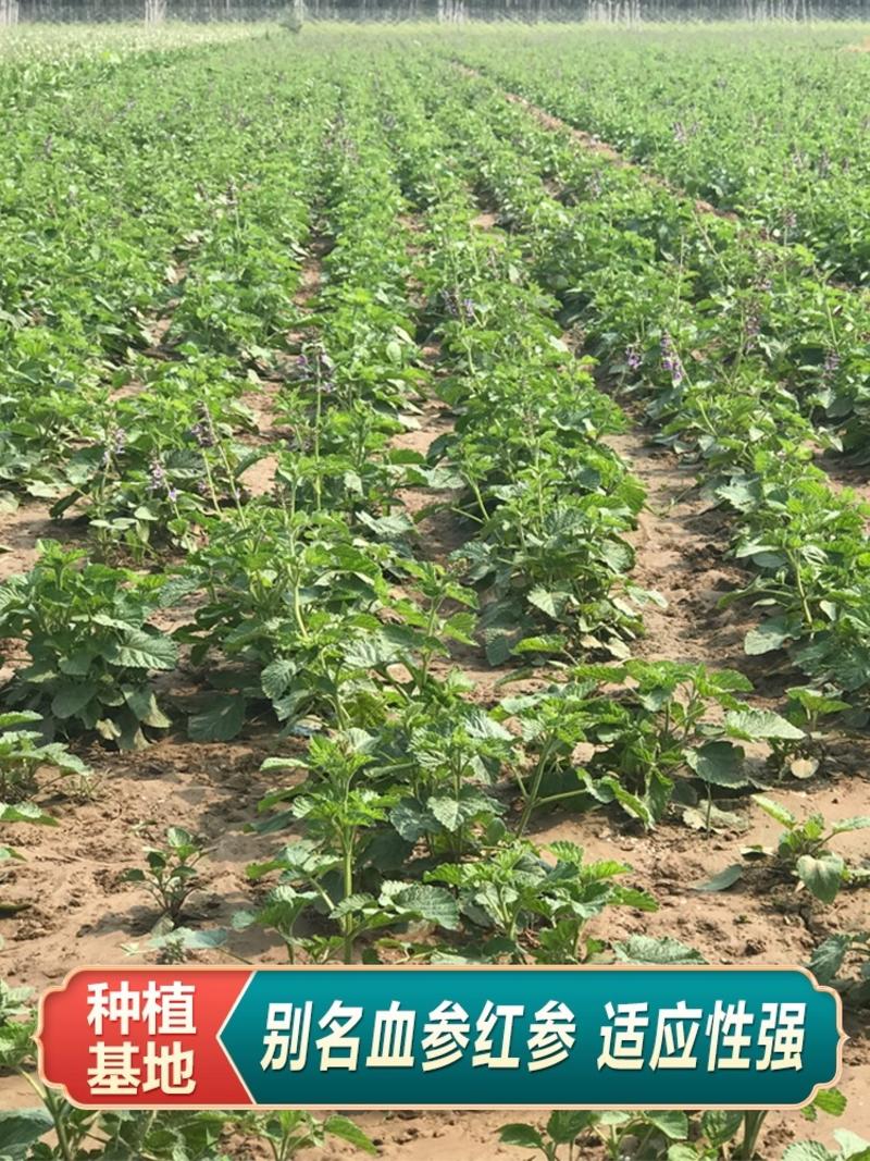 【推荐】安徽亳州板蓝根种子芽率93%以上种植基地一手货源
