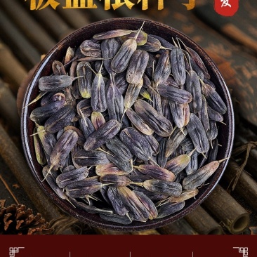 【推荐】安徽亳州板蓝根种子芽率93%以上种植基地一手货源