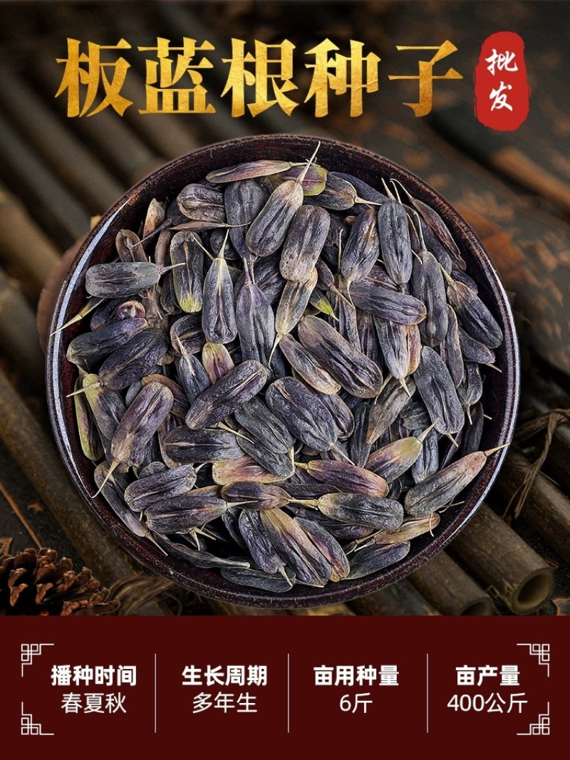 【推荐】安徽亳州板蓝根种子芽率93%以上种植基地一手货源