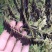 【推荐】安徽亳州板蓝根种子芽率93%以上种植基地一手货源