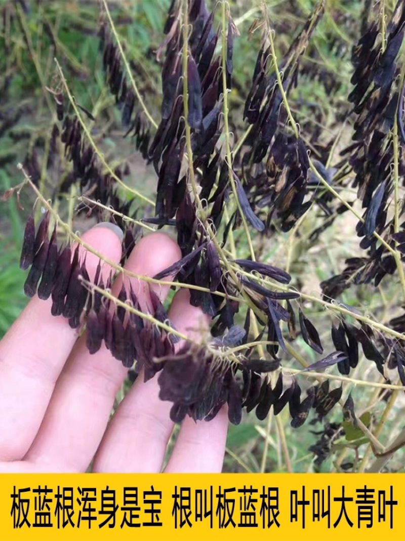 【推荐】安徽亳州板蓝根种子芽率93%以上种植基地一手货源