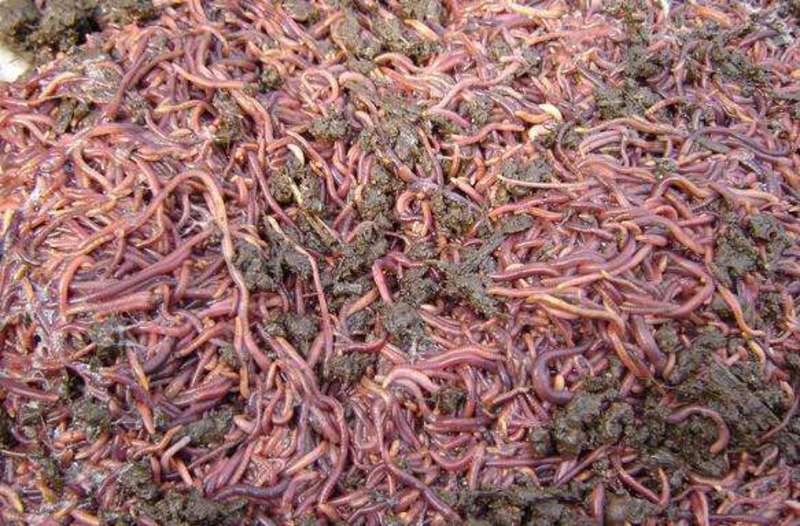 红蚯蚓蚯蚓江苏人工养殖品质优先，假一赔十，优质商家