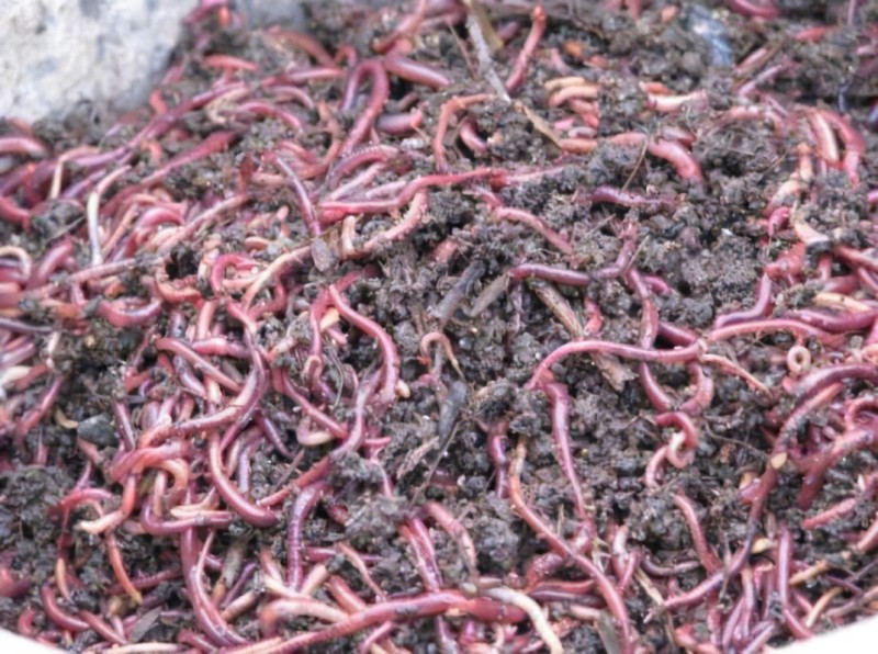 红蚯蚓蚯蚓江苏人工养殖品质优先,假一赔十,优质商家