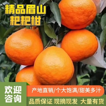 眉山春见耙耙柑支持发电商，社区团购，市场，商超