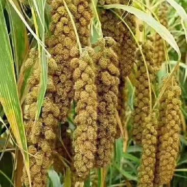 山西黄小米货源充足产地种植品质好对接各大商超市场！