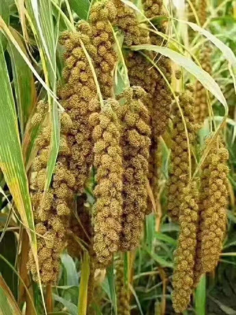 山西黄小米货源充足产地种植品质好对接各大商超市场！