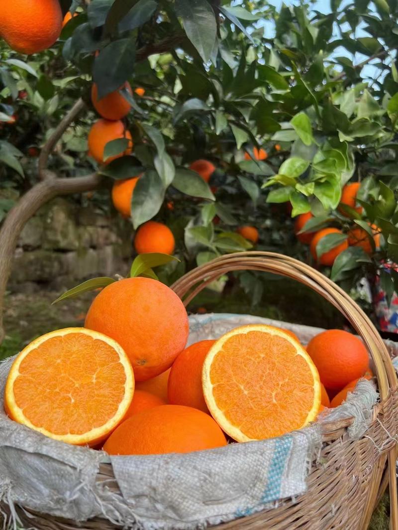 [热卖]橙子秭归脐橙纽荷尔脐橙湖北橙子产地直销