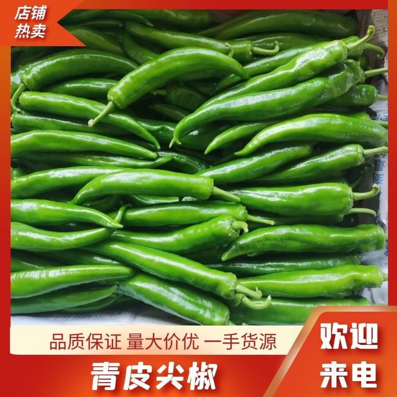 青皮尖椒泡椒辣椒品种多规格全来电订货全国合作